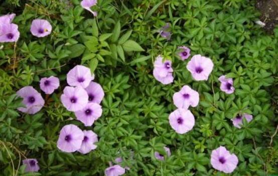 牽?；ǖ墓πc作用，牽牛花七大功效與作用