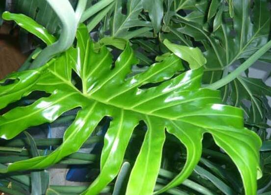 龜背竹可以水培嗎，龜背竹水培方法