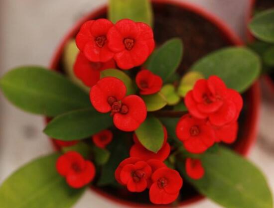 虎刺梅花瓣有毒嗎，皮膚接觸紅腫發(fā)癢/誤食惡心嘔吐