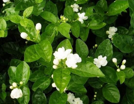 虎頭茉莉怎么修剪，三個簡單方法便可美觀