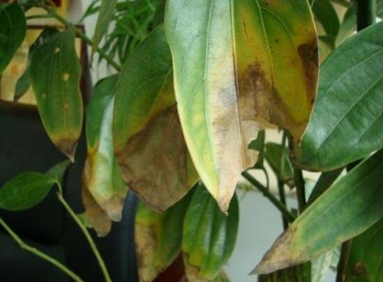 平安樹葉子發(fā)黃怎么辦，教你五個(gè)步驟來挽救