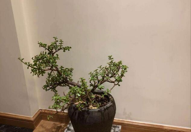 雅樂之舞的寓意，翩翩起舞的優(yōu)美姿態(tài)