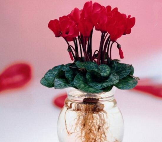 仙客來(lái)可以水培嗎，仙客來(lái)的水培方法