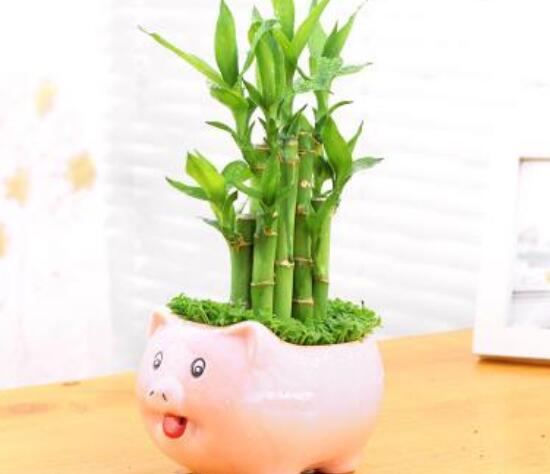 養(yǎng)富貴竹幾支最吉利，富貴竹寓意是什么