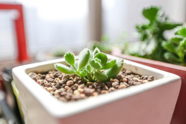 熊童子夏季種的怎么服盆，5步可讓植株迅速服盆