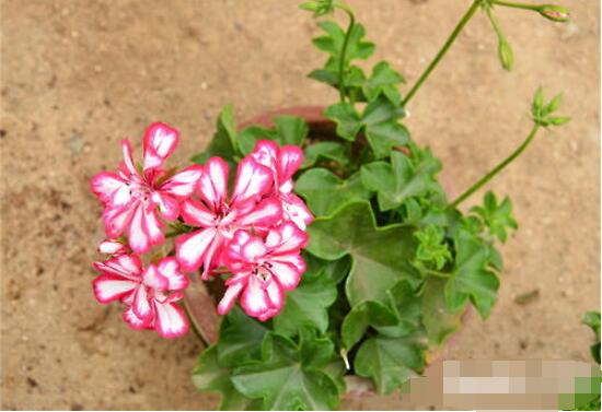 天竺葵幾月可以扦插，一年四季均可扦插(土插與水插)