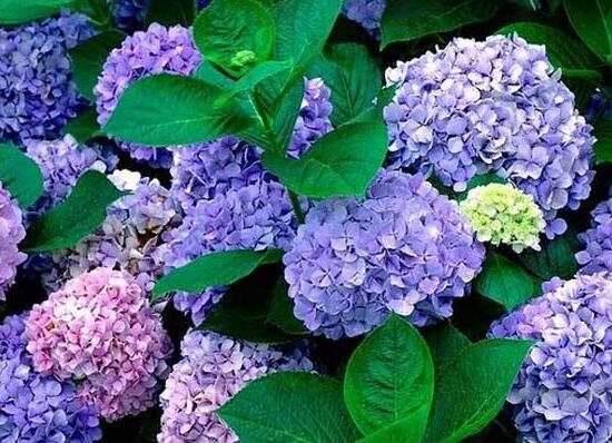 繡球花怎么養(yǎng)，繡球花的養(yǎng)殖方法