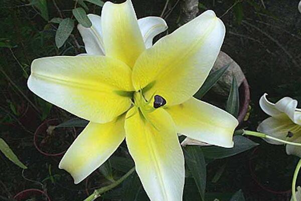 香水百合有毒嗎，花朵無毒但花香有微毒