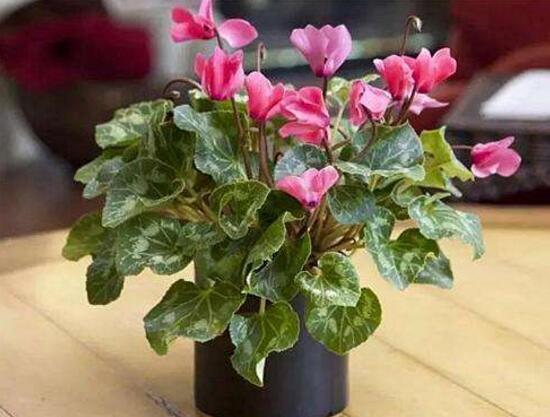 仙客來爛根怎么辦，仙客來爛根處理方法