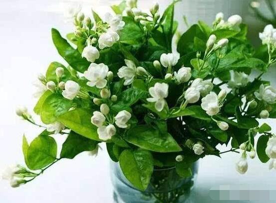 茉莉花的養(yǎng)殖方法和注意事項(xiàng)，老農(nóng)總結(jié)最實(shí)用八大養(yǎng)殖方法