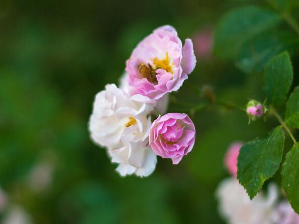 月季花花語大全，不同顏色的月季有著不同的寓意