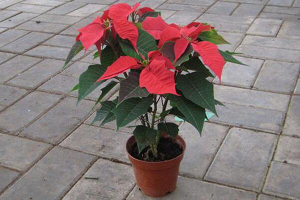 一品紅能放室內(nèi)嗎，為防止中毒不建議在室內(nèi)種植