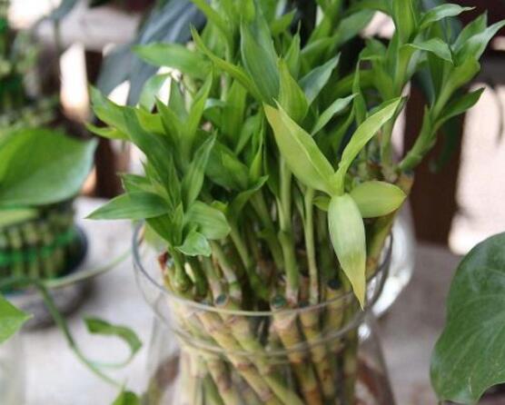 富貴竹放多少水，水位全部覆蓋根系便可