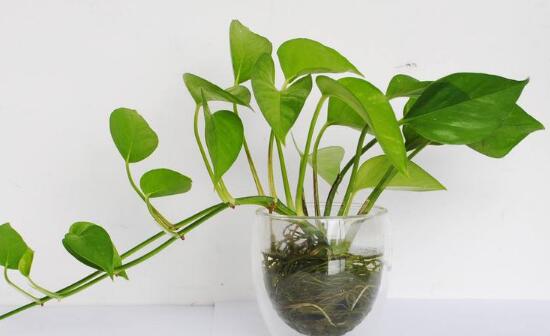 綠蘿扦插快速生根方法，綠蘿的扦插方法圖解