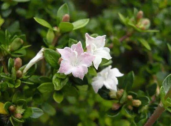 六月雪什么時(shí)候開花，六月雪在5-7月開花