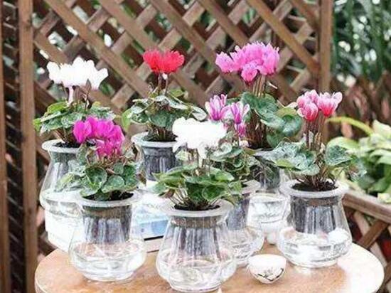 仙客來(lái)可以水培嗎，仙客來(lái)的水培方法