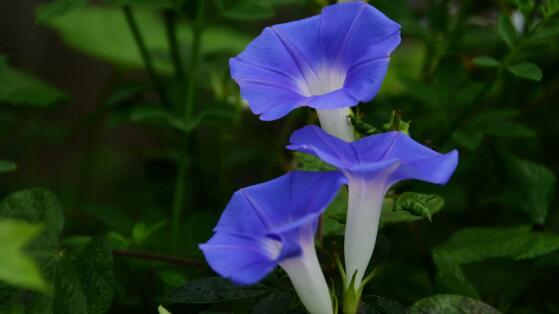 牽牛花有毒嗎，牽?；ㄟm合在室內(nèi)養(yǎng)嗎