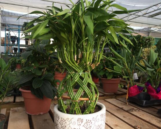 富貴竹怎么施肥，教你兩種養(yǎng)殖施肥方法(水培與土培)