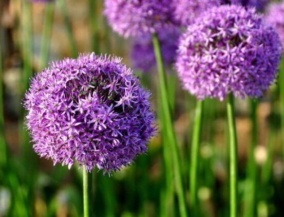 風(fēng)信子冬天怎么養(yǎng)，做好五點(diǎn)基本方法可安然過冬