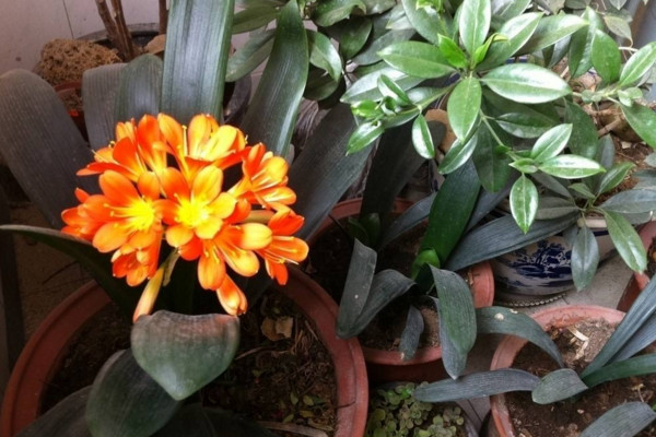 君子蘭怎么養(yǎng)才能開花，保證光照、養(yǎng)分充足