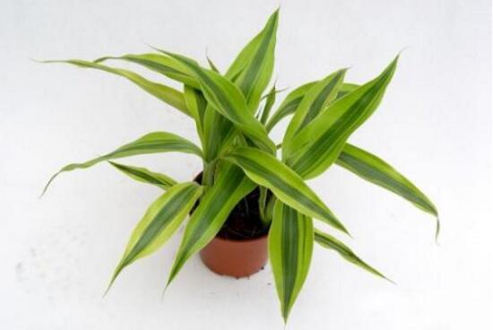 富貴竹品種有哪些，富貴竹品種圖片大全