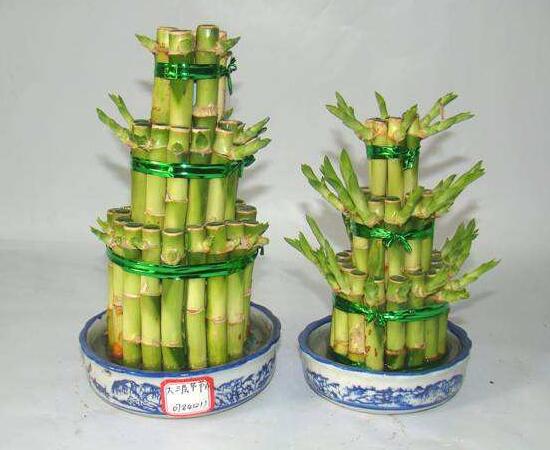 新買(mǎi)的富貴竹怎么水養(yǎng)，水養(yǎng)富貴竹小技巧