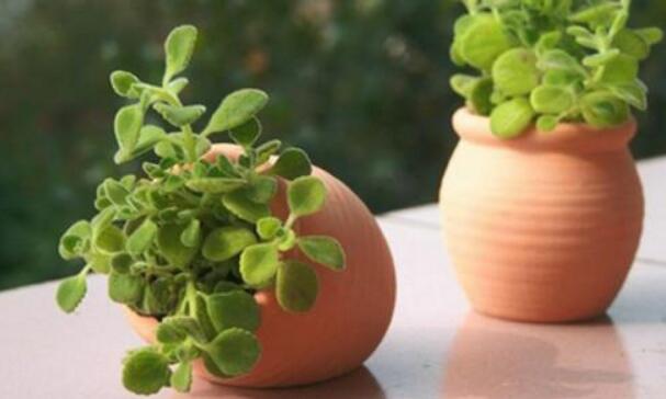 碰碰香長蚧殼蟲怎么辦，積極的進行病蟲害防治