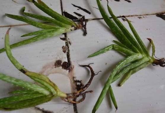 蘆薈可以水培嗎，蘆薈水培方法