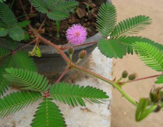 含羞草怎么養(yǎng)長得快，注意這五個要點生長青翠欲滴