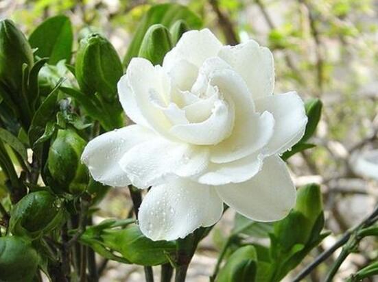 茉莉花的功效與作用，茉莉花八大功效與作用