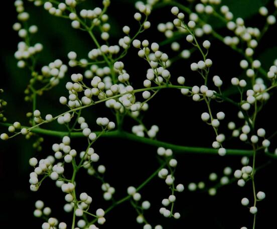 六月雪怎么養(yǎng)殖，老農(nóng)總結(jié)最簡單八大基本養(yǎng)殖方法