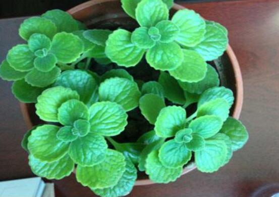 碰碰香如何澆水，做到見干見濕原則