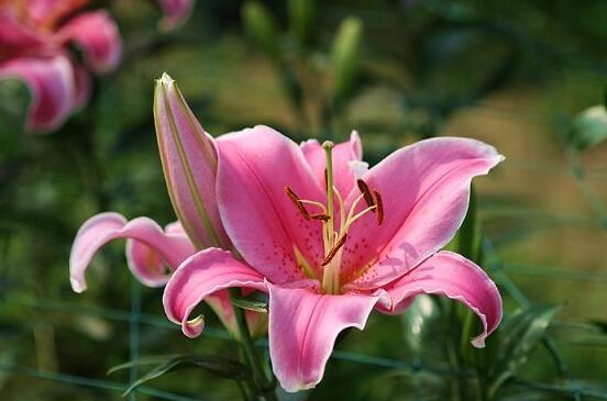 香水百合種植方法，教你四個簡單要點存活率百分百