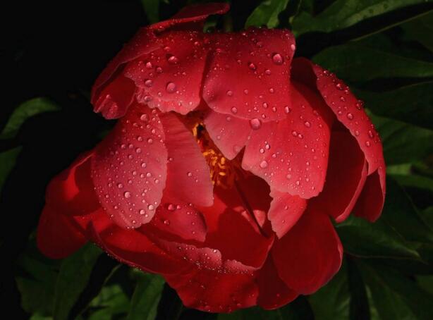 芍藥花籽的種植方法，要及時(shí)的進(jìn)行播種