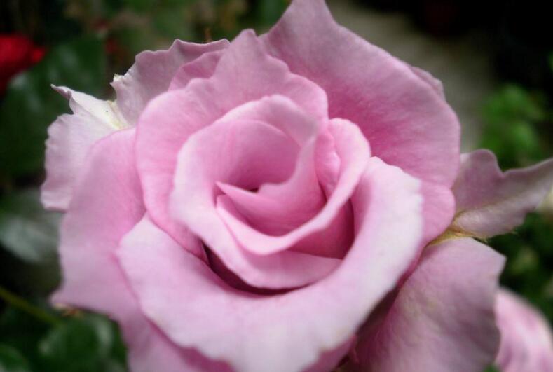 月季花可不可以泡茶，可以喝/但是要注意這些禁忌