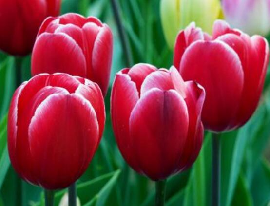 郁金香花期，每年花期為3-5月