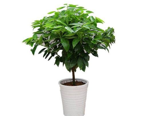 平安樹夏天怎么澆水，平安樹夏天多久澆一次水