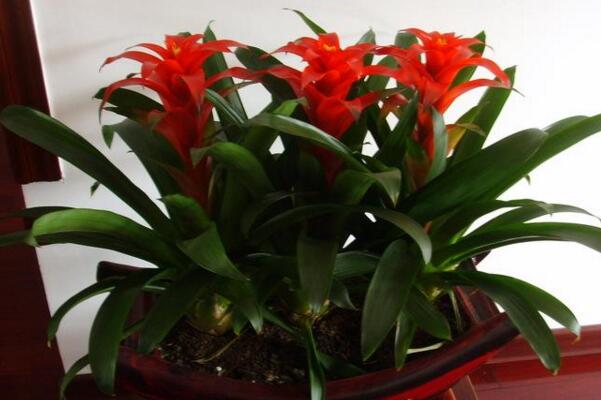 鴻運當(dāng)頭怎么養(yǎng)開花，5個要求必須要做到