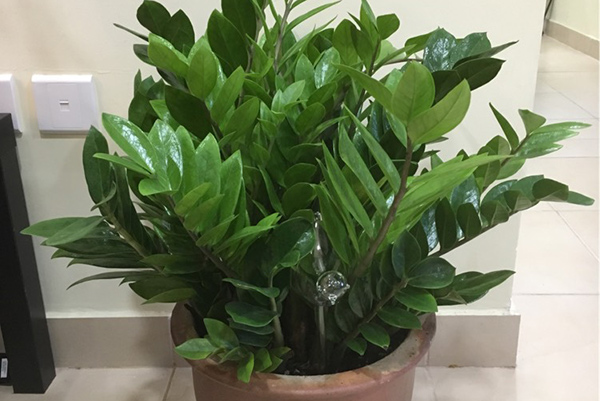 金錢樹每月管理要點(diǎn)