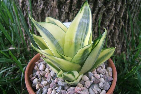 虎皮蘭水培還是土培好，水培的優(yōu)勢(shì)非常明顯