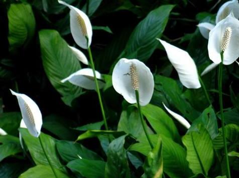 水培一帆風順的養(yǎng)殖方法，水質的要求最重要