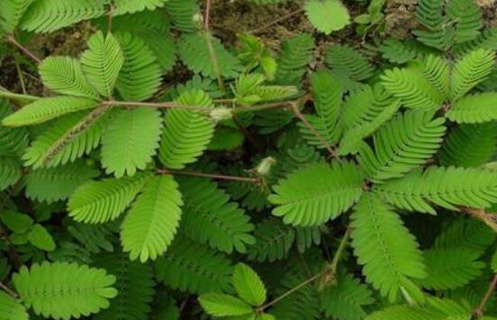 常碰含羞草有毒嗎，導致頭發(fā)眉毛發(fā)黃脫落(最好避免)