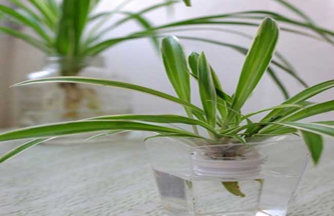 吊蘭水培方法，5個(gè)小步驟可以讓你的吊蘭長得郁郁蔥蔥