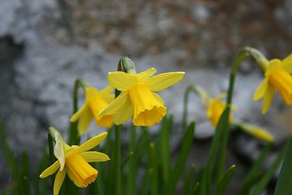洋水仙的養(yǎng)殖方法和注意事項，五個步驟讓你養(yǎng)出郁郁蔥蔥的洋水仙