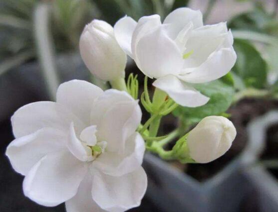 茉莉花爛根了怎么辦，換土換盆洗凈重新種植