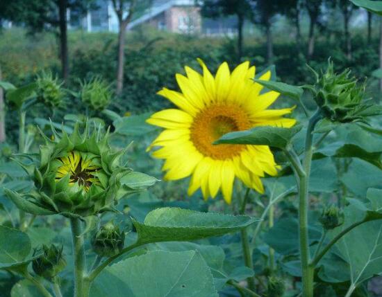 向日葵花期多久，向日葵不開花的原因
