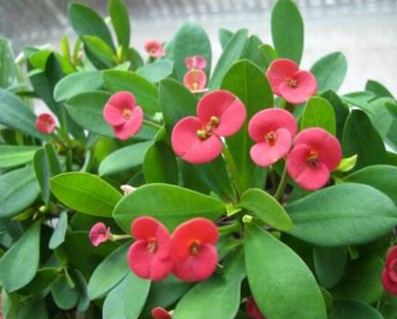 大葉虎刺梅怎么養(yǎng)，保證足量光照/溫暖濕潤(rùn)環(huán)境