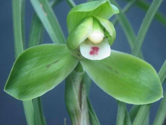 蘭花的品種，細(xì)數(shù)蘭花十大最珍貴的品種