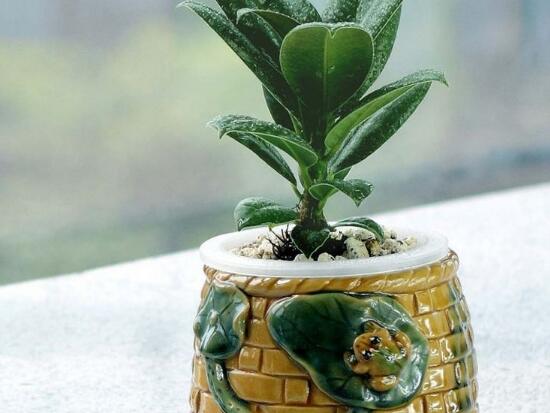 橡皮樹好養(yǎng)嗎，橡皮樹的養(yǎng)殖方法和注意事項(xiàng)