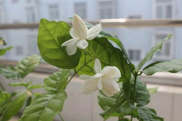 茉莉花葉子發(fā)黑怎么回事，最常見(jiàn)3種原因及處理方法